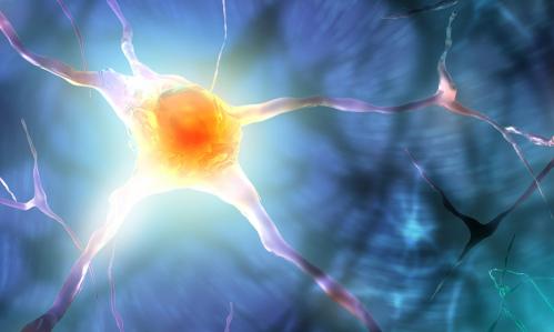 Anxiety Diminishes and Memory Improves When Single Gene is Mutated