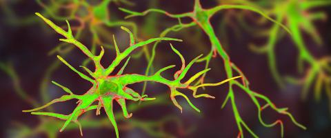 A Food-Seeking Circuit in the Brain That Can Override Hunger or “Fullness” Signals May Shed Light on Eating Disorders A Food-Seeking Circuit in the Brain That Can Override Hunger or “Fullness” Signals May Shed Light on Eating Disorders