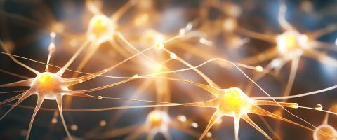 Discovery of a New Synaptic Mechanism Through Which Memories Are Maintained and Lost
