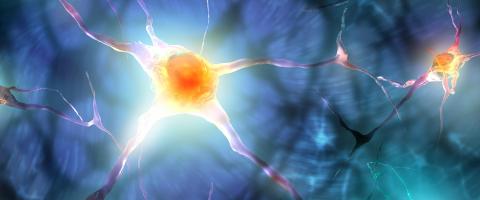 Researchers Discover Proteins in the Brain That Protect Synapses From Being Eliminated Researchers Discover Proteins in the Brain That Protect Synapses From Being Eliminated