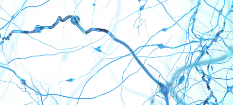 Researchers Discover Potentially Targetable Brain Circuit Controlling Cocaine Withdrawal Anxiety and Relapse Researchers Discover Potentially Targetable Brain Circuit Controlling Cocaine Withdrawal Anxiety and Relapse